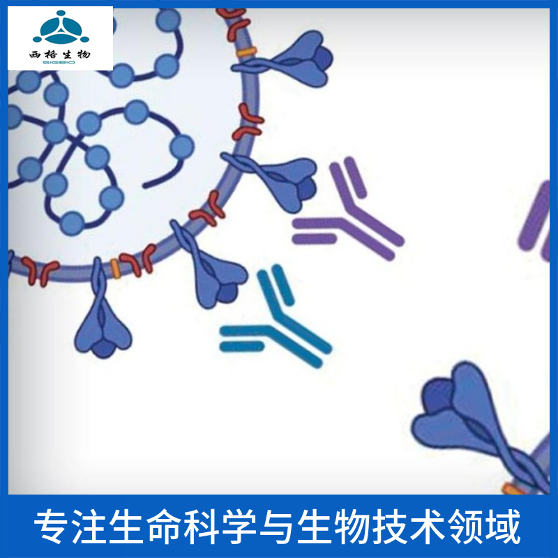 G蛋白偶联受体183抗体
