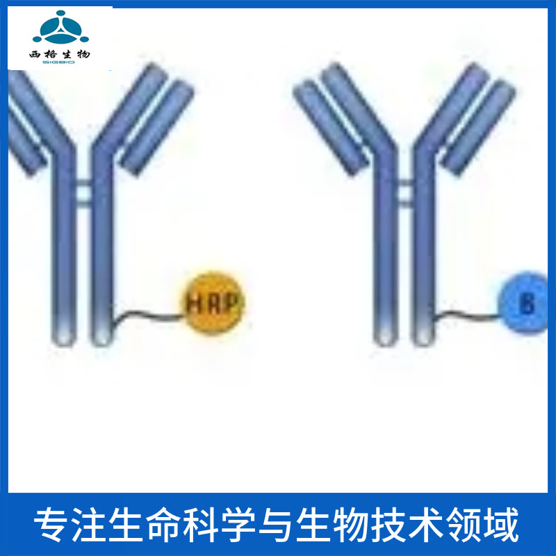 G蛋白偶联受体183抗体