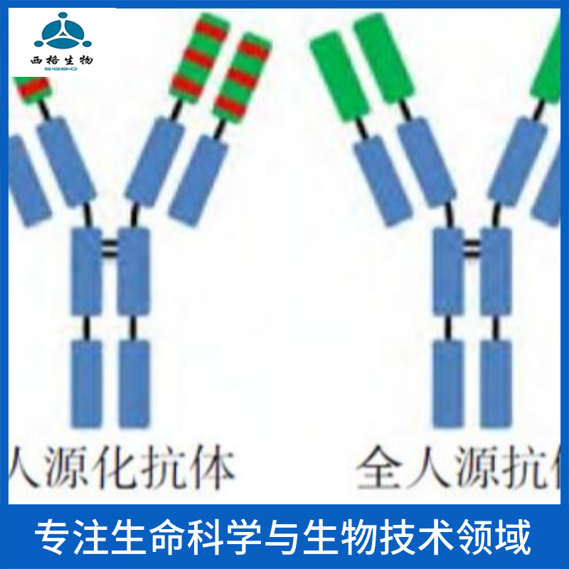 G蛋白偶联受体183抗体