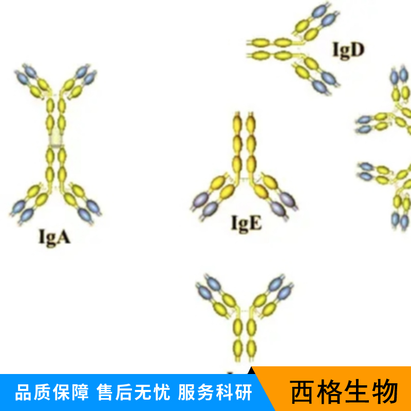 G蛋白偶联受体183抗体
