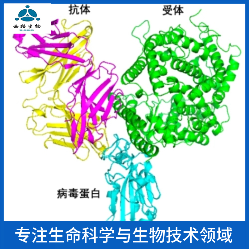 增食欲素A/欲激素A抗体