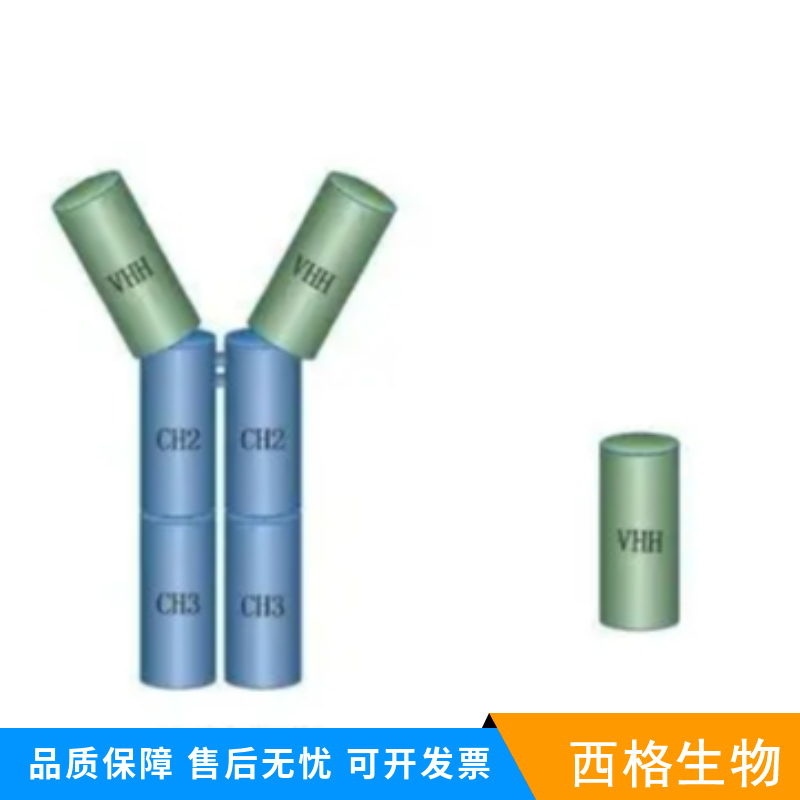 脂肪酸合成酶抗体