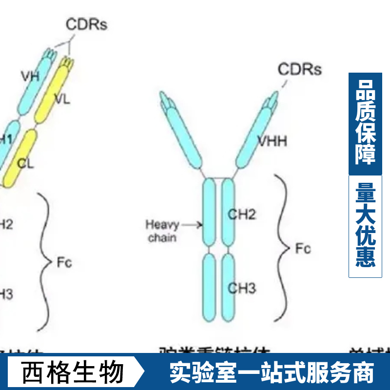 锌指蛋白ZNF515抗体