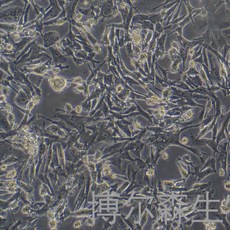 HT-144（人恶性黑色素瘤细胞）