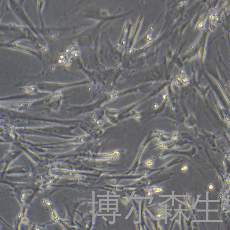 WI-38（人胚肺成纤维细胞） B