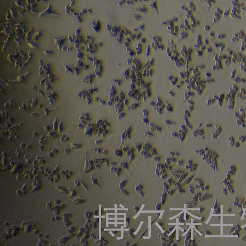 MNT-1（人黑色素瘤细胞） 