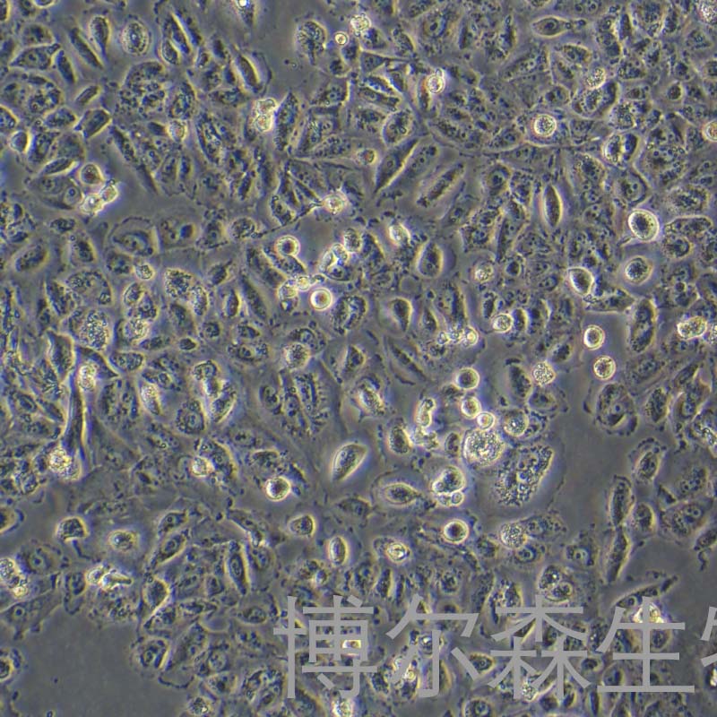 VMRC-RCW （人肾癌细胞）