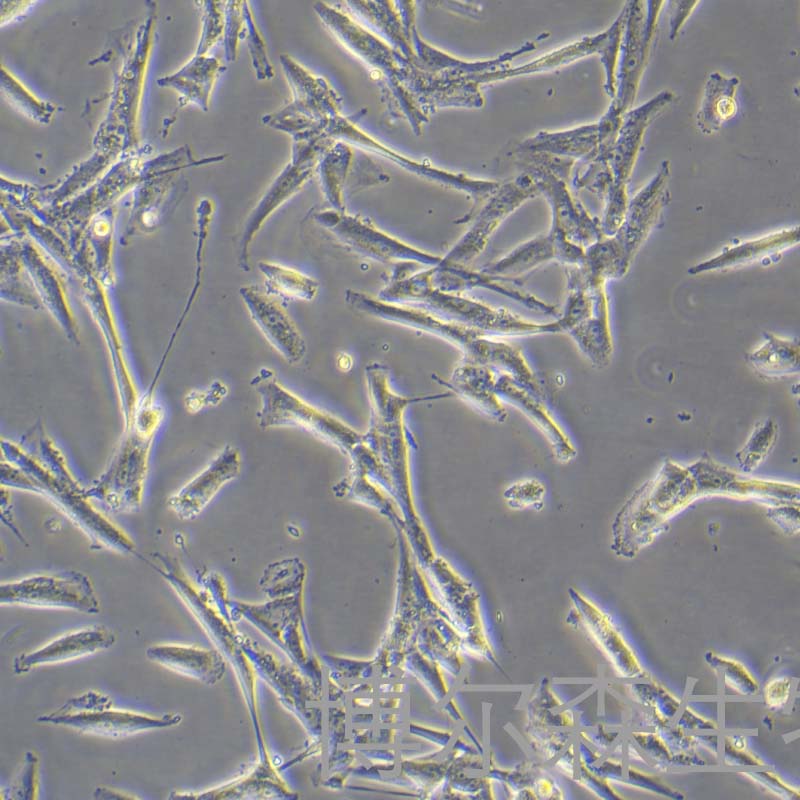人直肠平滑肌细胞