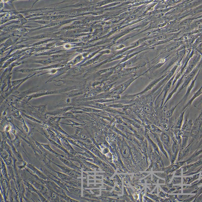 人脂肪间充质干细胞永生化