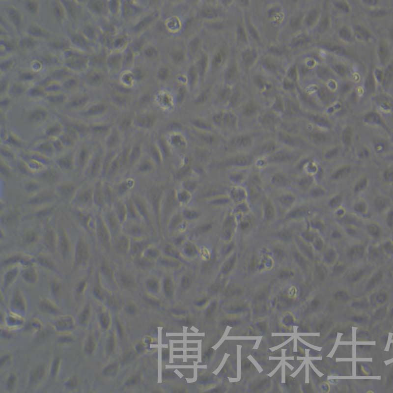 人真皮微血管内皮细胞