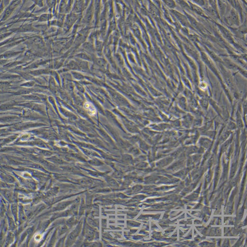 人原代关节滑膜成纤维细胞