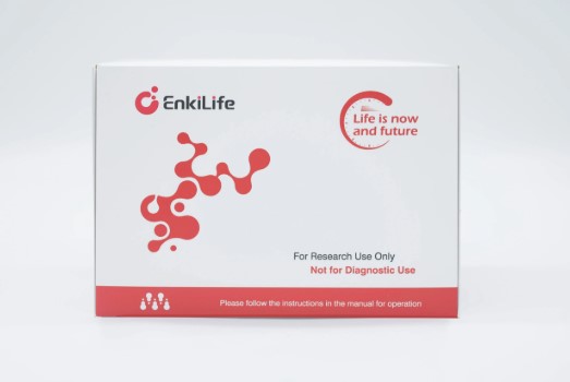 Fluo-8 AM 钙离子荧光探针（绿色）