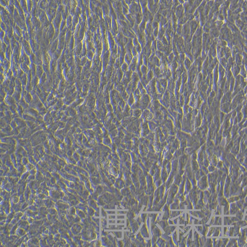 人牙周膜干细胞 