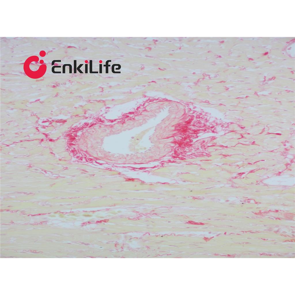 天狼星红染色液