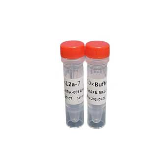 基因编辑蛋白酶