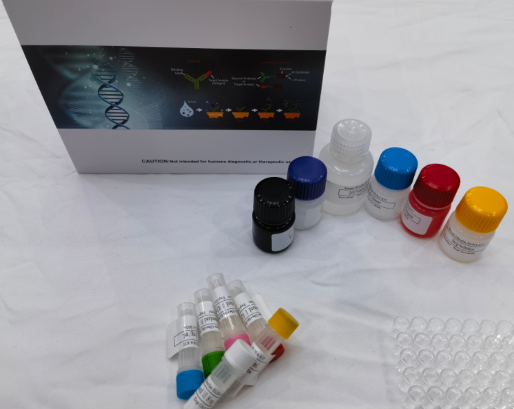 人胸腺表达趋化因子(TECK；CCL25)ELISA试剂盒