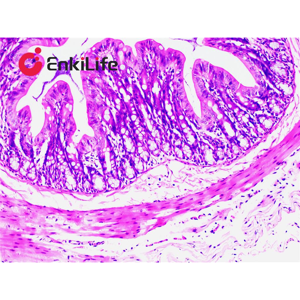 伊红染色液(水溶)