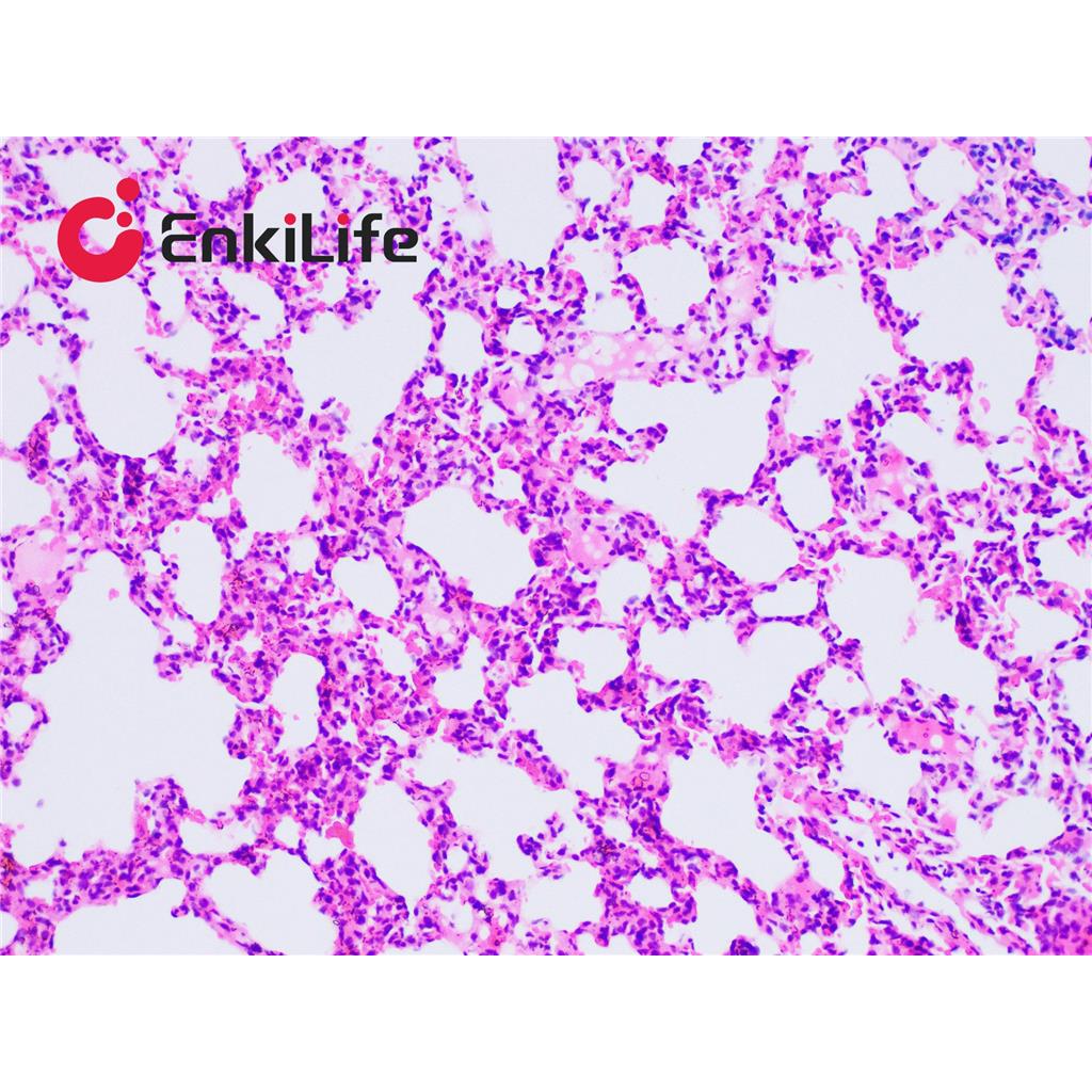 伊红染色液(醇溶)