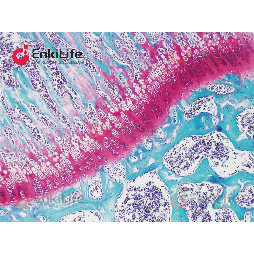 改良番红O-固绿软骨染色液
