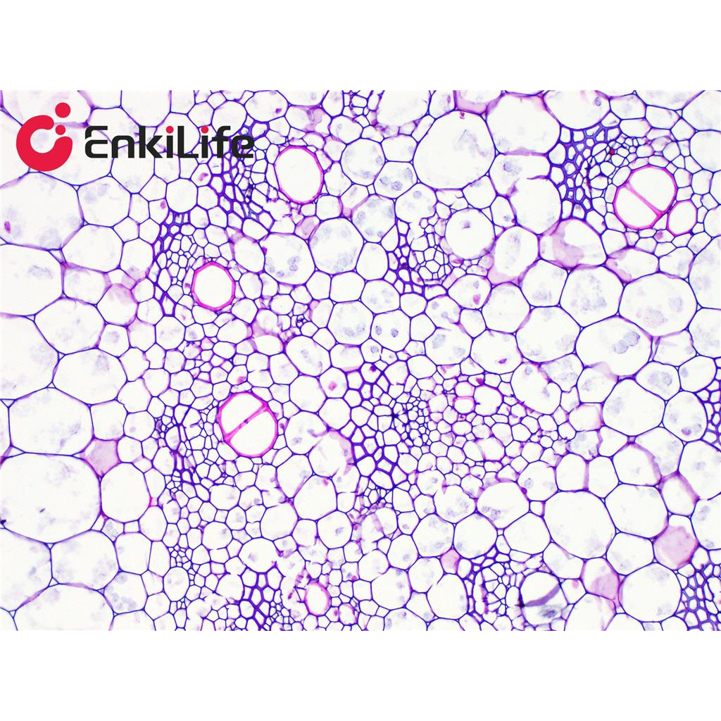 番红O-固绿植物组织染色液