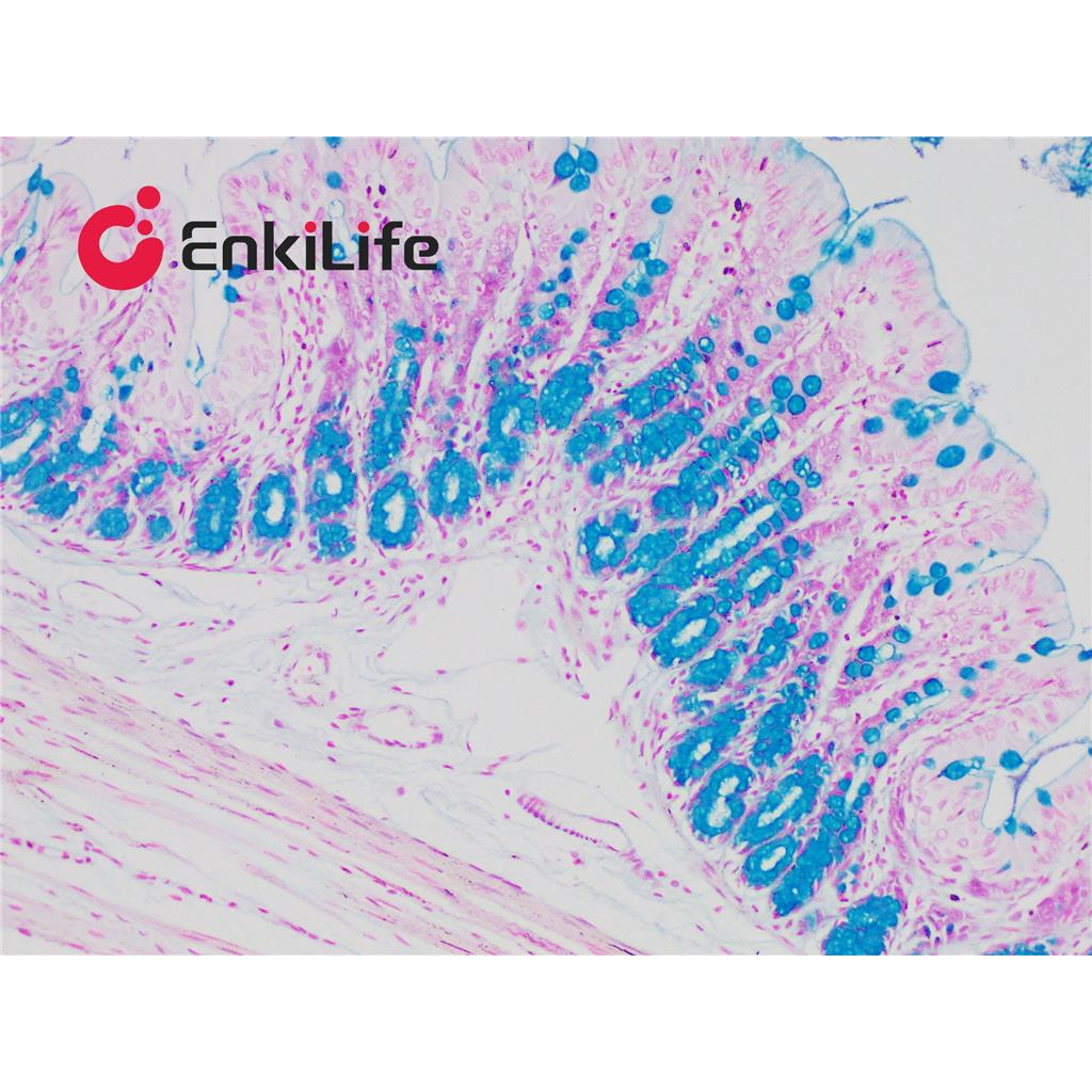 阿利新蓝染色液(PH2.5)