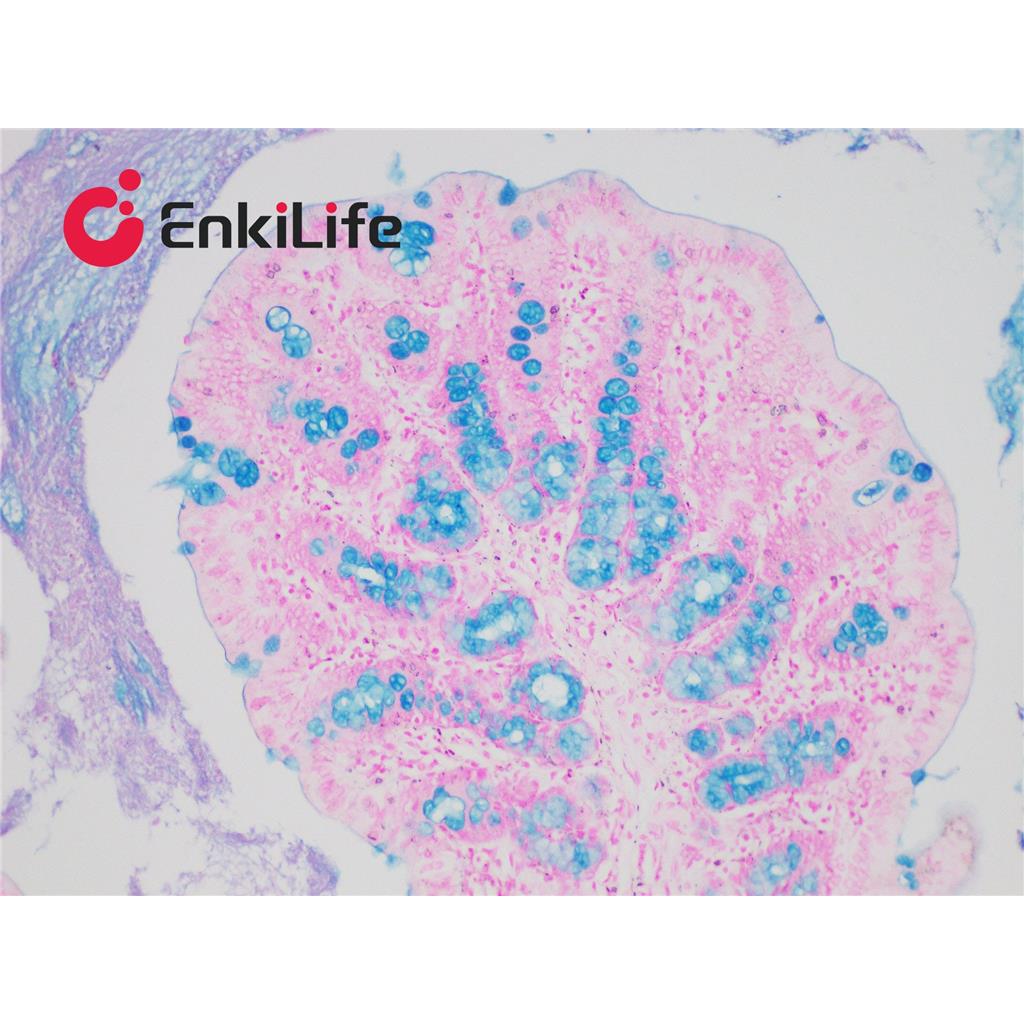 阿利新蓝染色液(PH0.4)