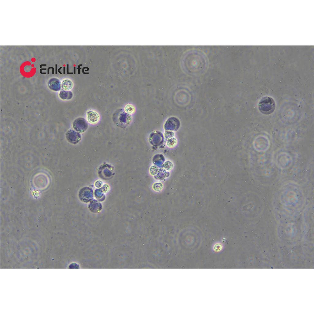 台盼蓝染色液(0.08%)
