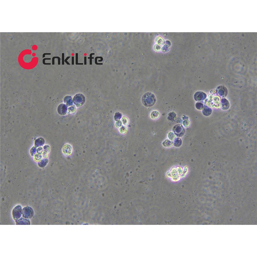 台盼蓝染色液(0.2%)