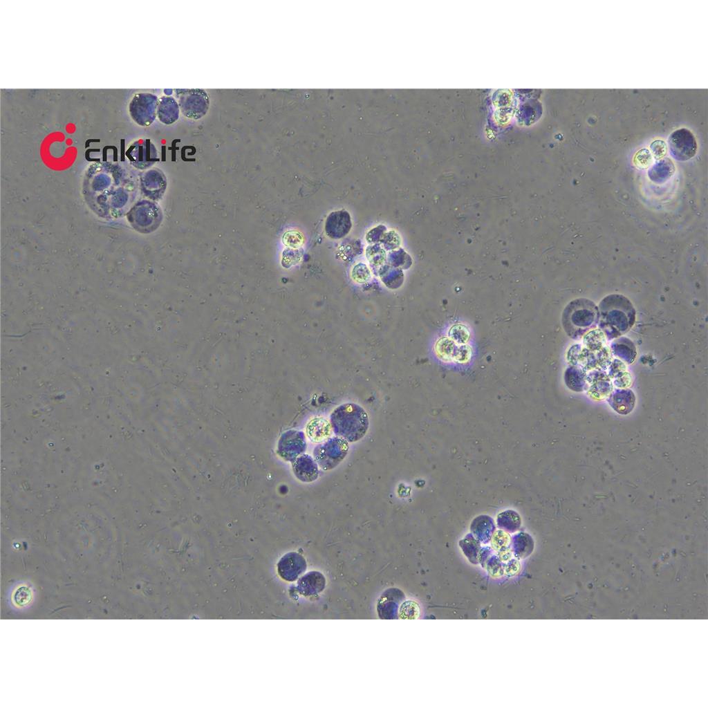 台盼蓝染色液(0.4%)