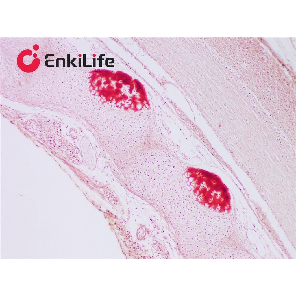 茜素红S染色液(1%,pH4.2)