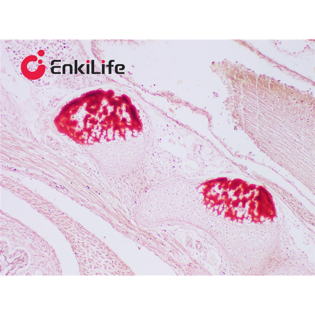茜素红S染色液(2%,pH4.2)