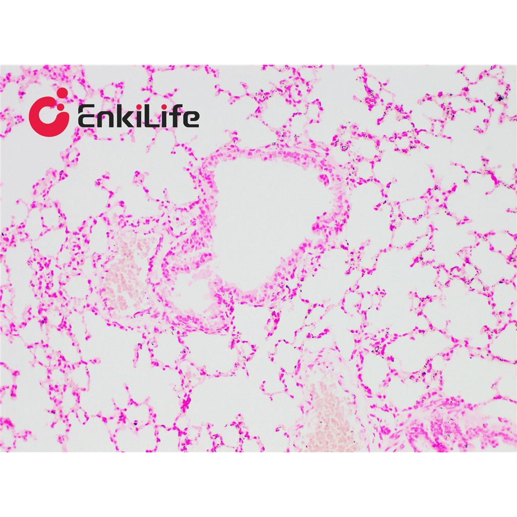 核固红染色液(0.1%)