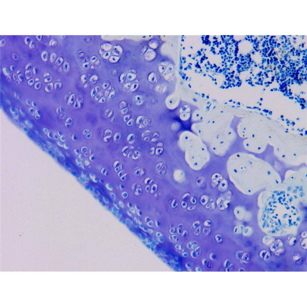 甲苯胺蓝染色液(1%,磷酸盐法)