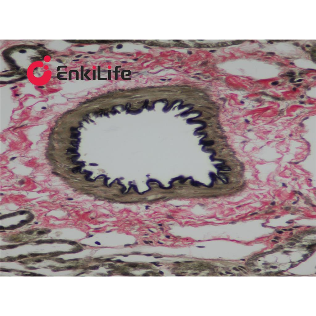弹力纤维E.V.G染色液