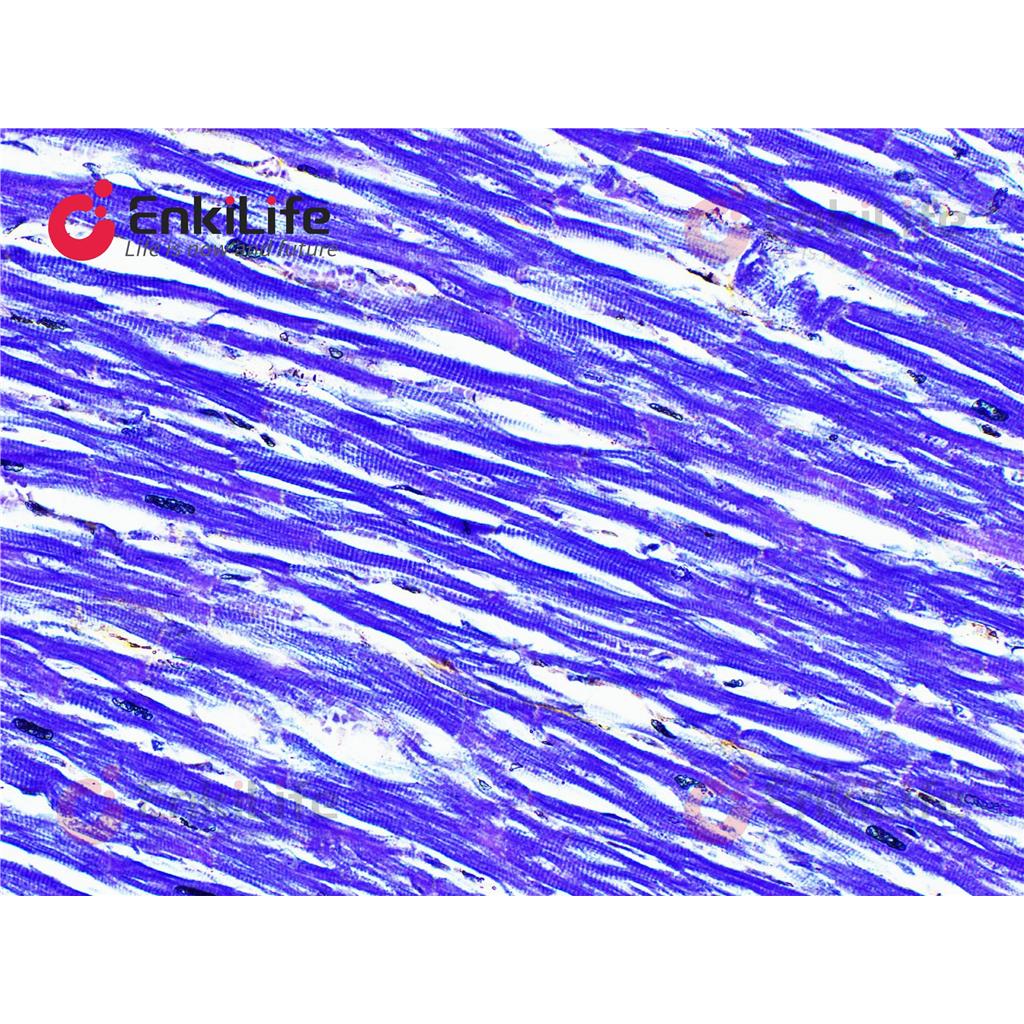 Mallory磷钨酸苏木素染色液(PTAH自然氧化法)