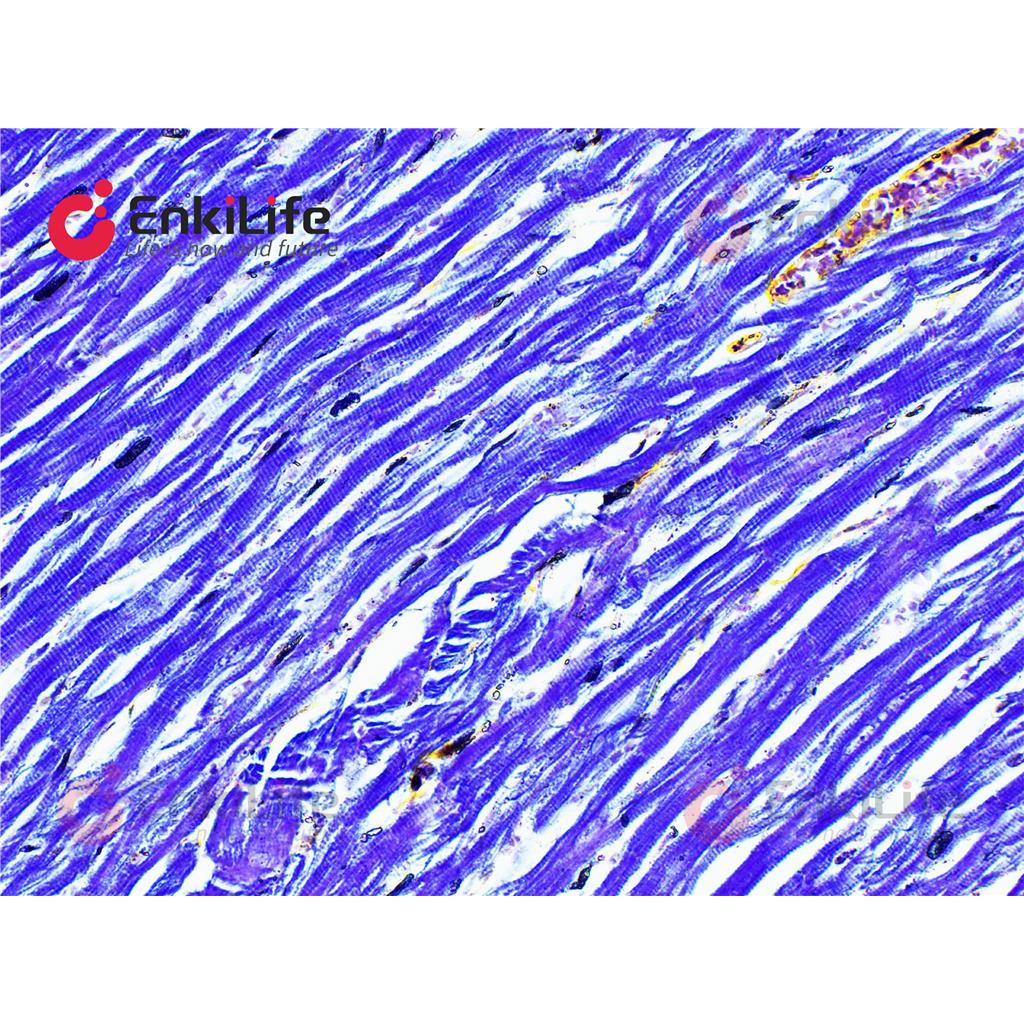 Mallory磷钨酸苏木素染色液(PTAH化学氧化法)