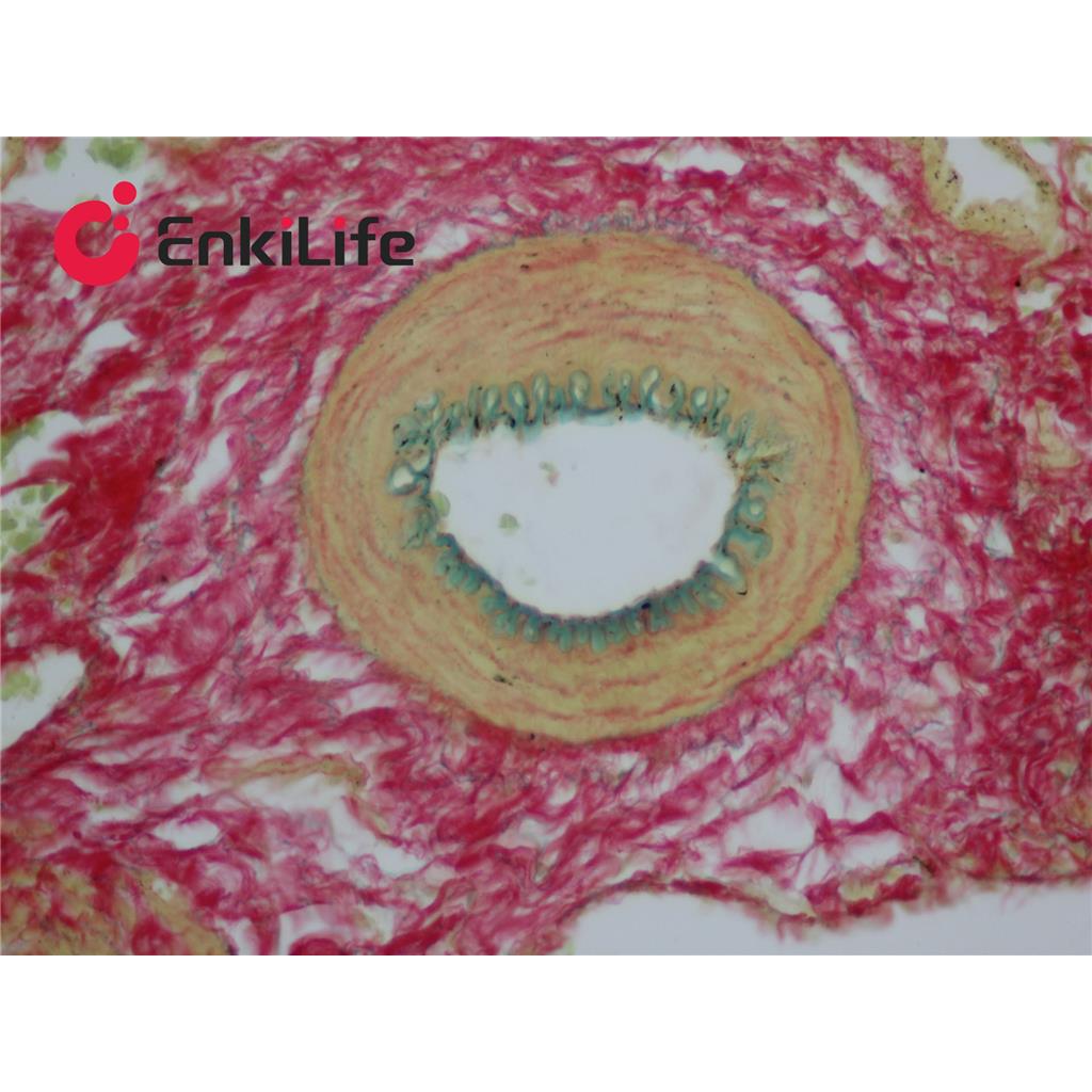 维多利亚蓝弹力纤维染色液