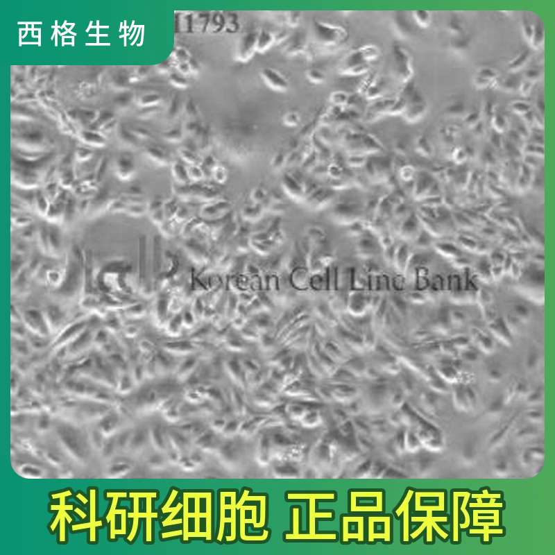 人胎盘绒毛膜滋养层细胞