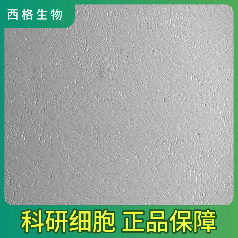 人视网膜微血管内皮细胞