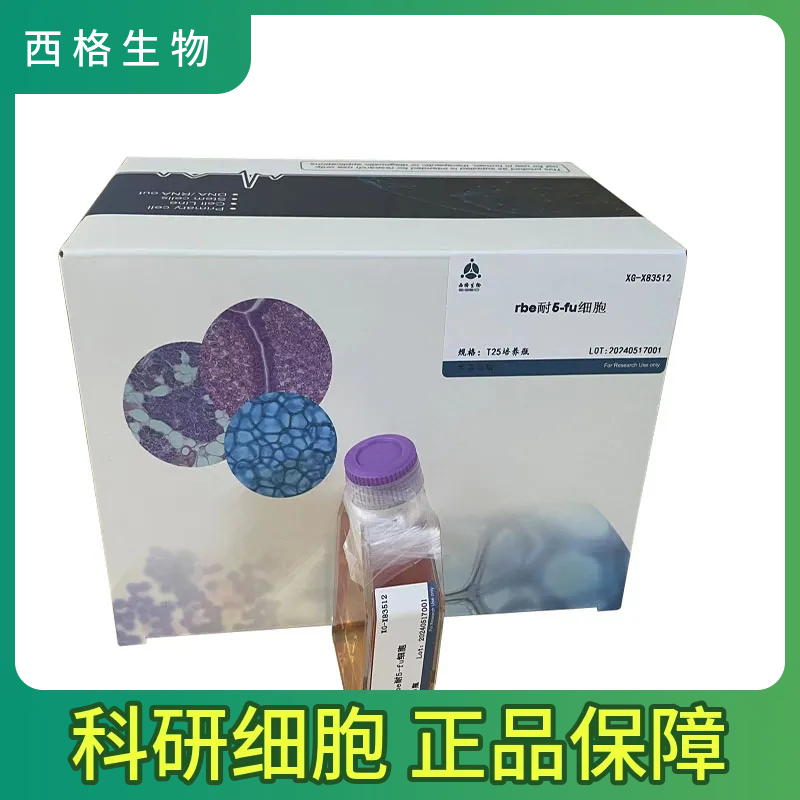 小鼠肾小球系膜细胞