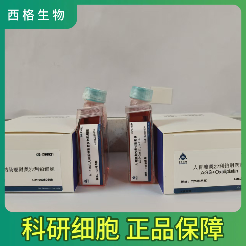 人淋巴管内皮细胞