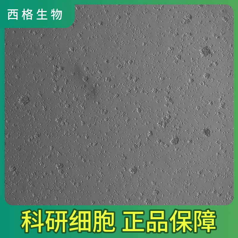 大鼠肝实质细胞