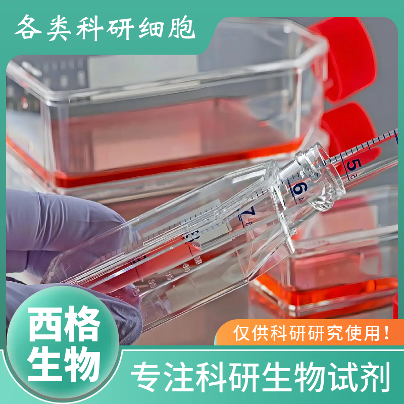 大鼠大隐静脉内皮细胞