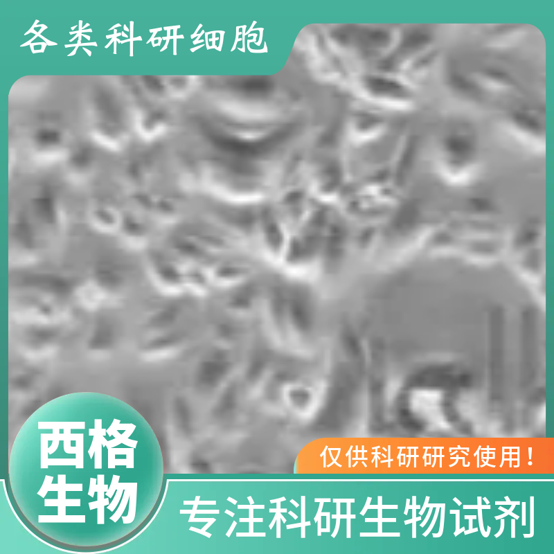 大鼠大隐静脉内皮细胞