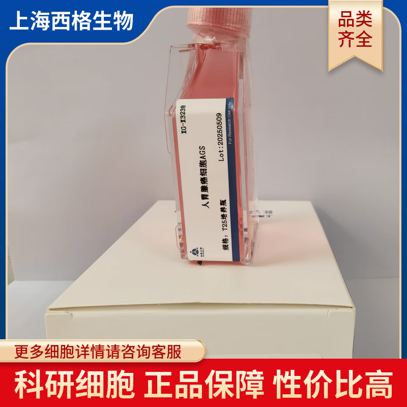 小鼠主动脉平滑肌细胞