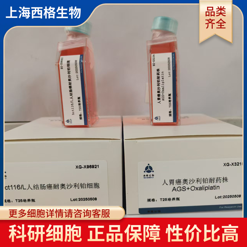 大鼠支气管平滑肌细胞