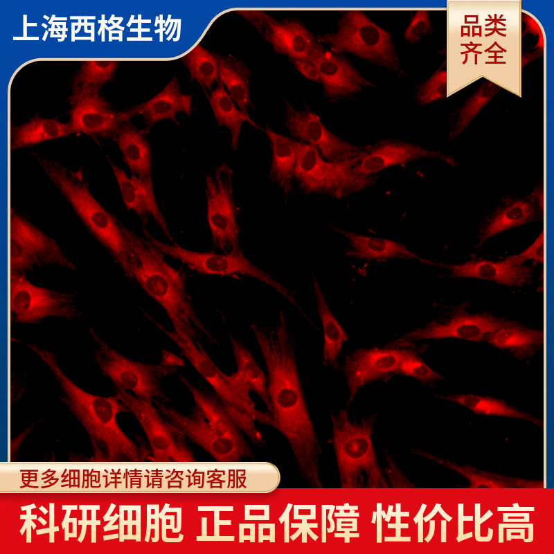 大鼠支气管平滑肌细胞