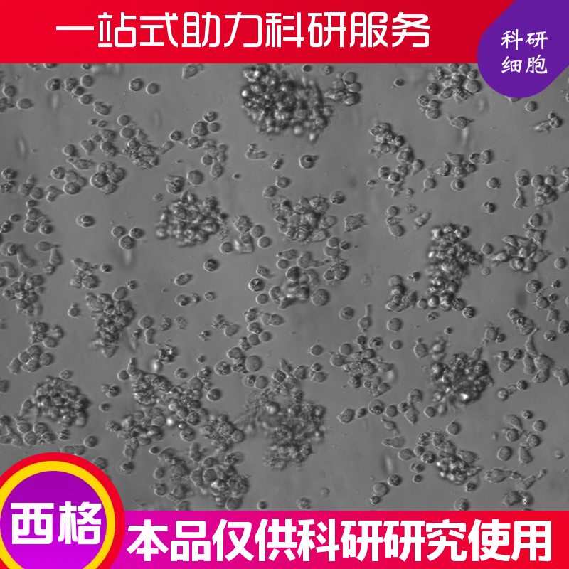 人肝动脉平滑肌细胞