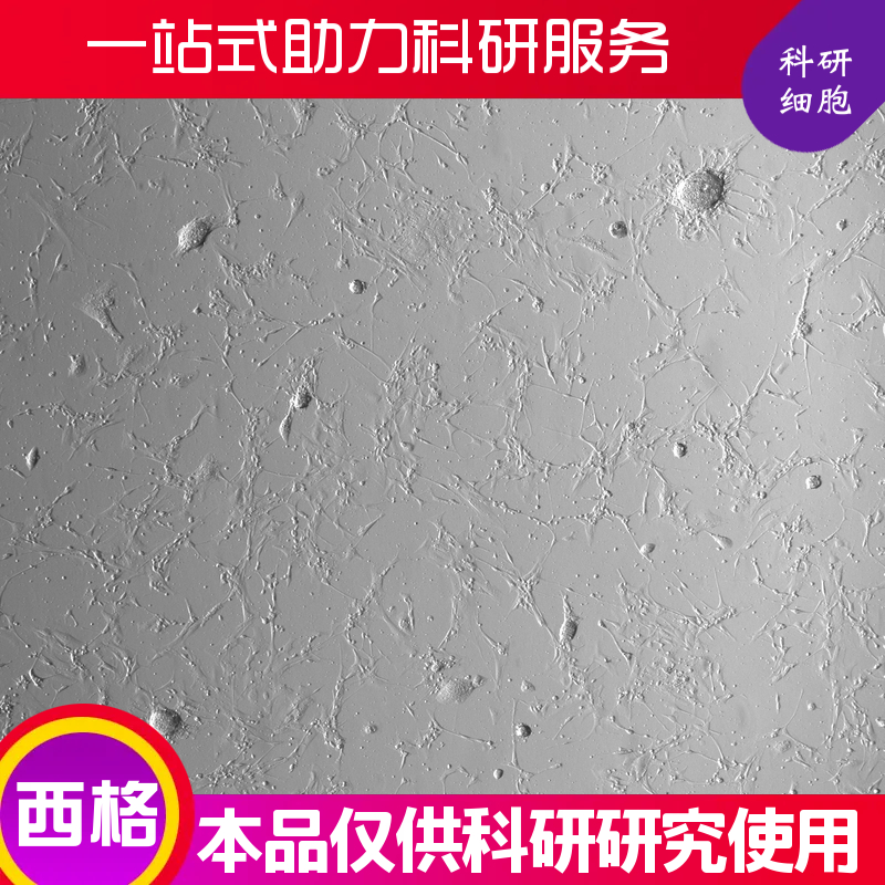 大鼠支气管平滑肌细胞