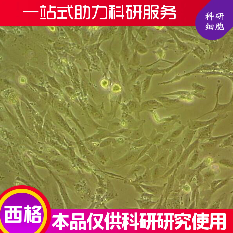 大鼠肺成纤维细胞